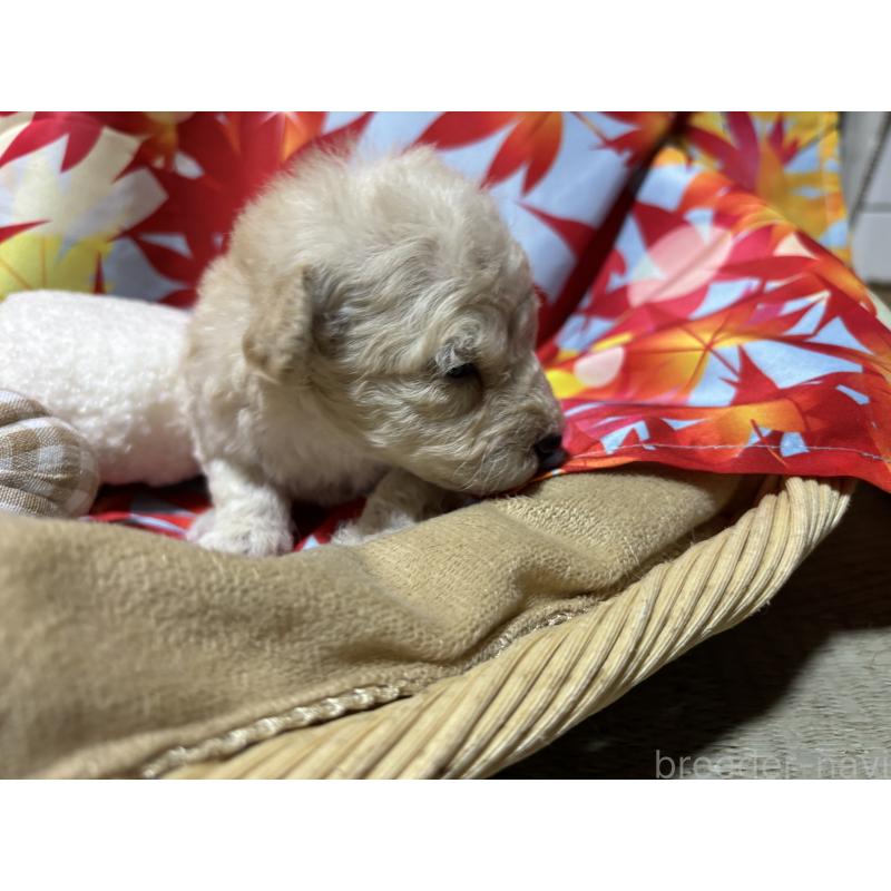 販売中の千葉県のトイプードル-418156の7枚目