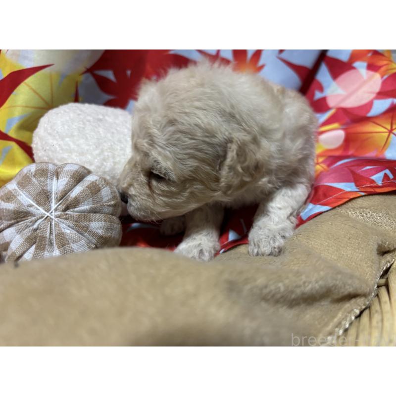 販売中の千葉県のトイプードル-418156の6枚目