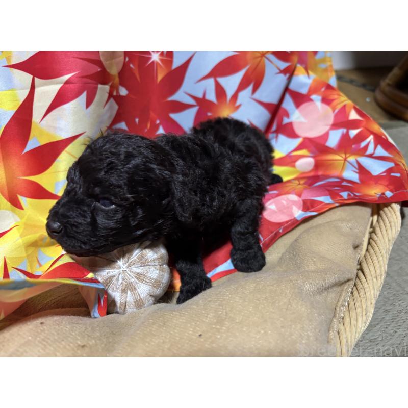 商談中の千葉県のトイプードル-418154の3枚目