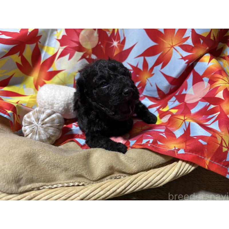 商談中の千葉県のトイプードル-418154の2枚目