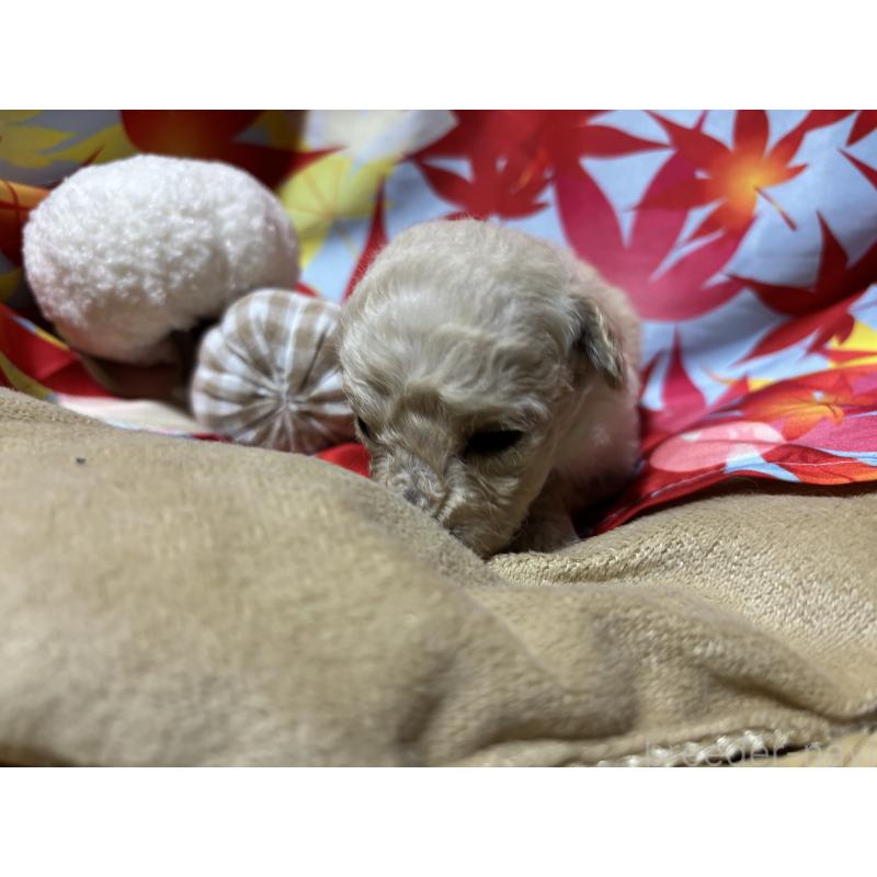 販売中の千葉県のティーカッププードル-418157の9枚目