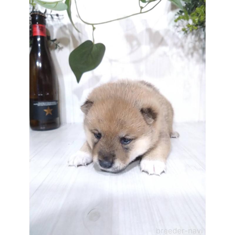 販売中の三重県の豆柴-419852の7枚目