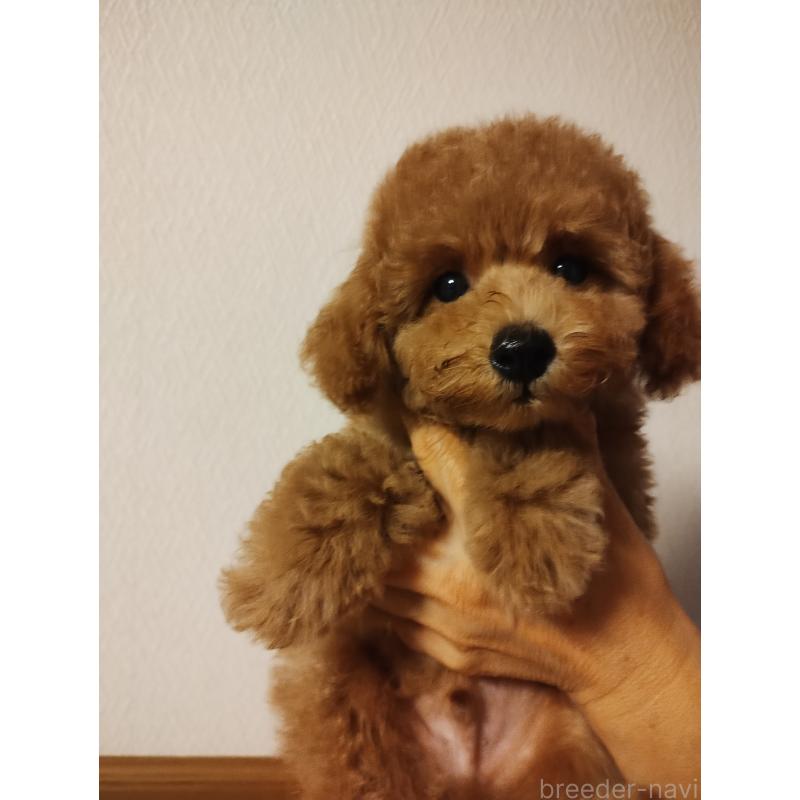 販売中の静岡県のタイニープードル-413150の2枚目