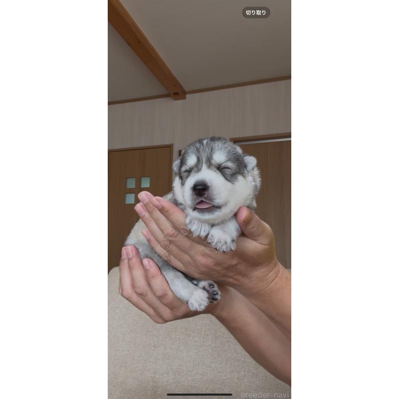 販売中の佐賀県のミックス犬-419868の3枚目