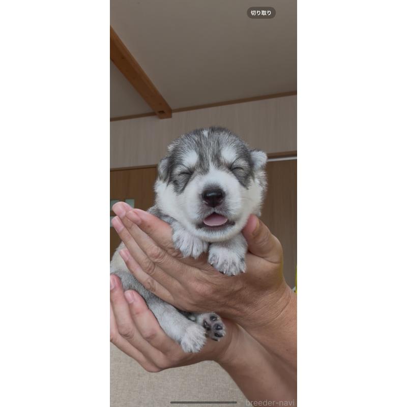 販売中の佐賀県のミックス犬-419868の2枚目