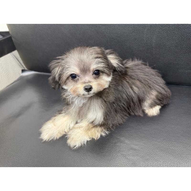 成約済の新潟県のチワプー:チワワ×トイプードル-417557