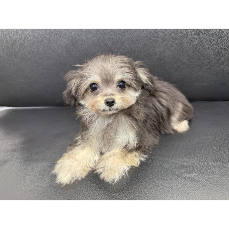 成約済の新潟県のチワプー:チワワ×トイプードル-417557の6枚目