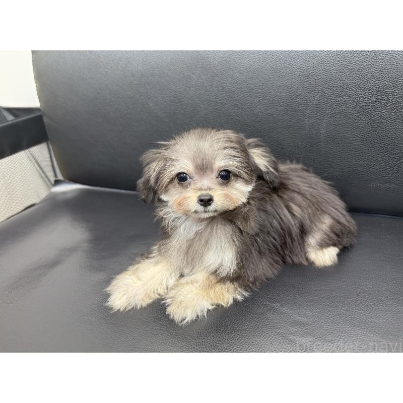 成約済の新潟県のチワプー:チワワ×トイプードル-417557の5枚目