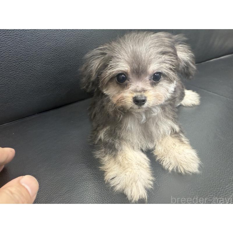 成約済の新潟県のチワプー:チワワ×トイプードル-417557の4枚目