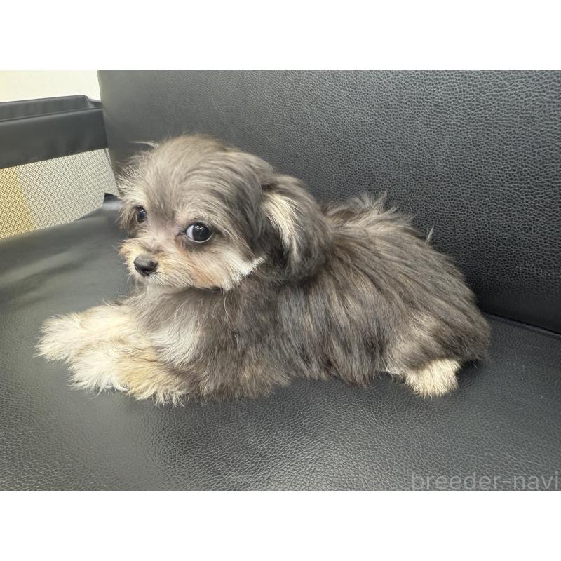 成約済の新潟県のチワプー:チワワ×トイプードル-417557の3枚目