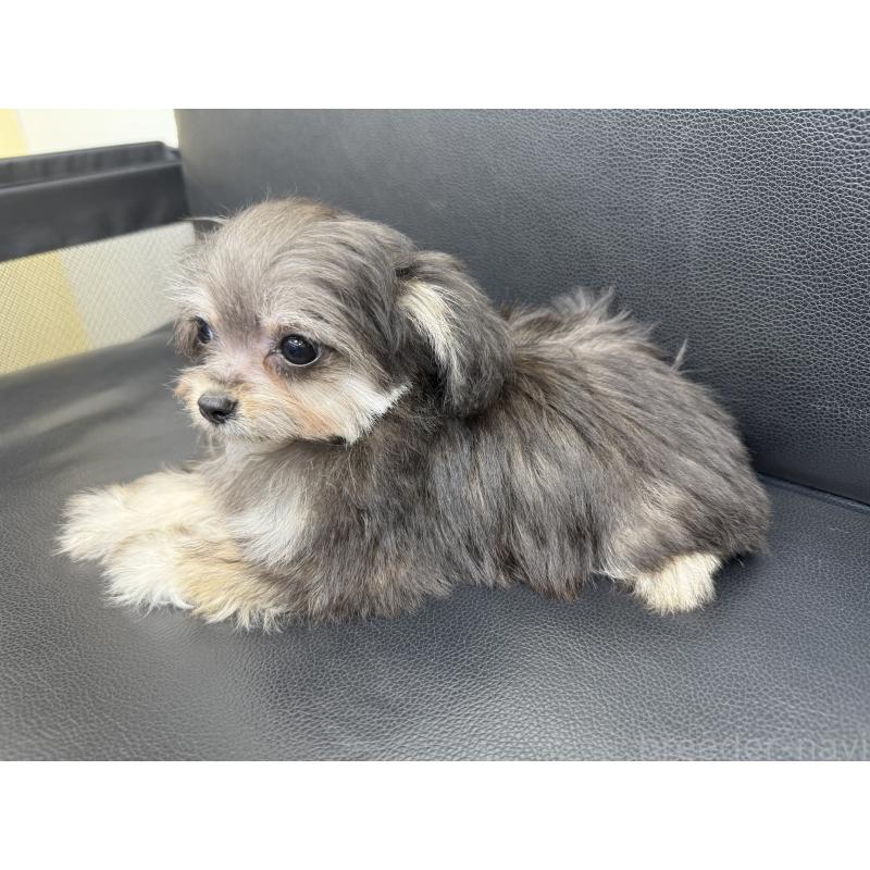 成約済の新潟県のチワプー:チワワ×トイプードル-417557の2枚目