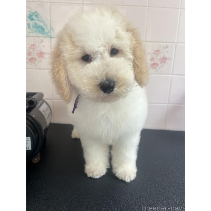 販売中の千葉県のミディアムプードル-413096の9枚目