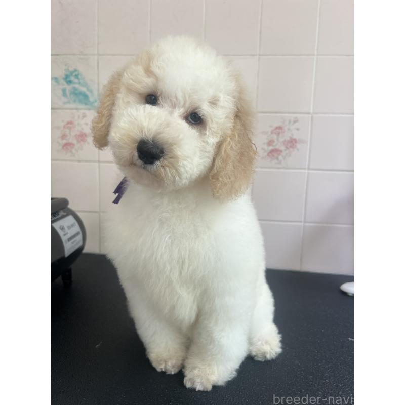販売中の千葉県のミディアムプードル-413096の8枚目