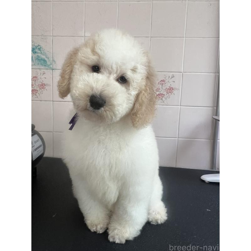 販売中の千葉県のミディアムプードル-413096の7枚目