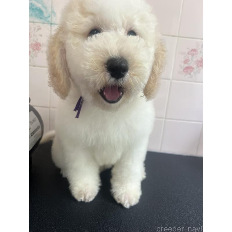 販売中の千葉県のミディアムプードル-413096の6枚目