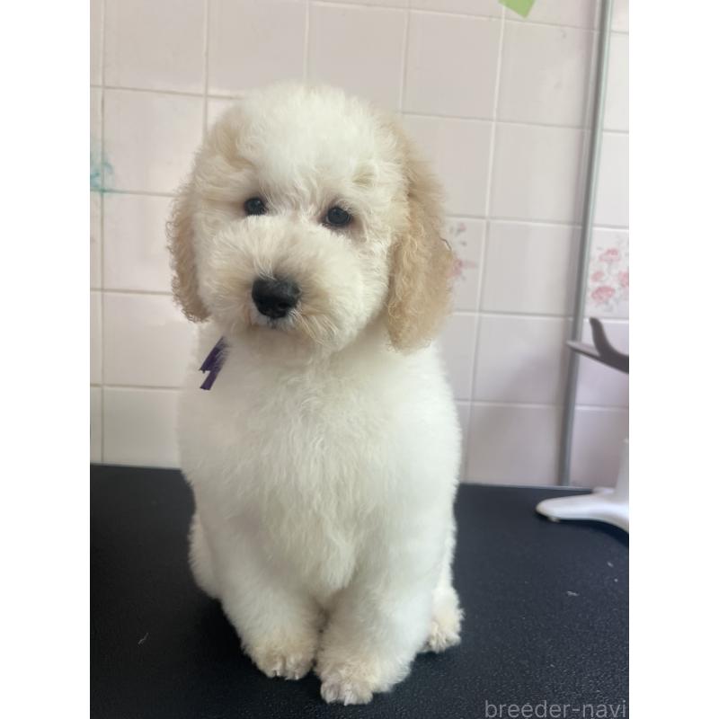 販売中の千葉県のミディアムプードル-413096の5枚目