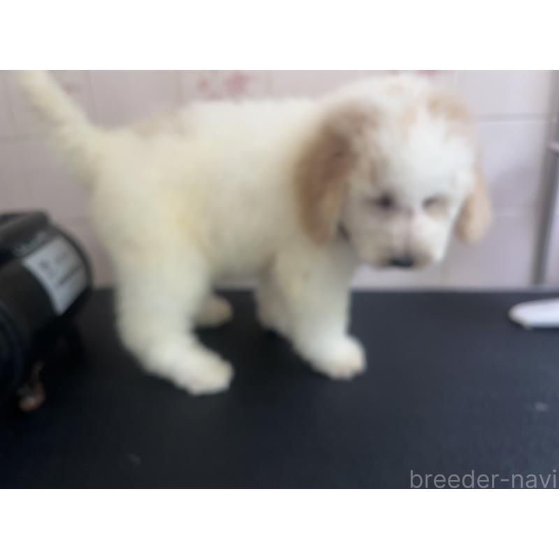 販売中の千葉県のミディアムプードル-413096の4枚目