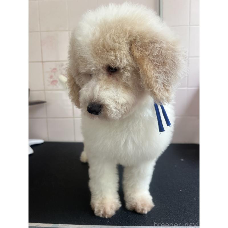 販売中の千葉県のミディアムプードル-413110の6枚目