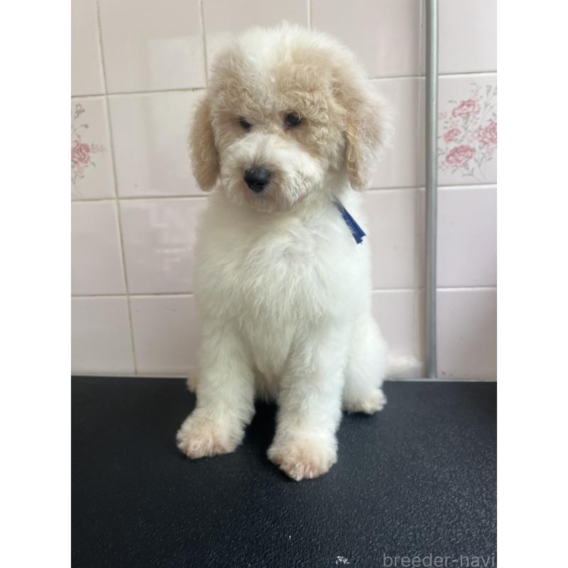 販売中の千葉県のミディアムプードル-413110の5枚目