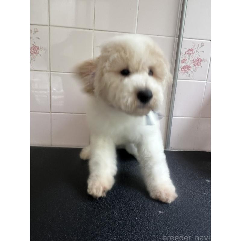 販売中の千葉県のミディアムプードル-413110の4枚目