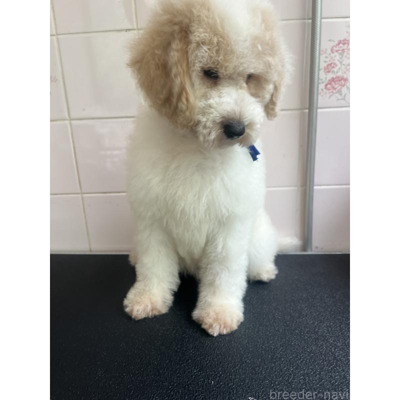 販売中の千葉県のミディアムプードル-413110の3枚目