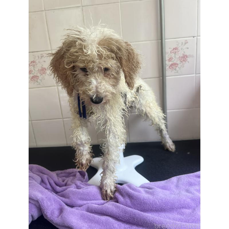 販売中の千葉県のミディアムプードル-413110の2枚目