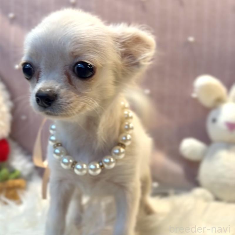 販売中の栃木県のチワプー:チワワ×トイプードル-415733の5枚目