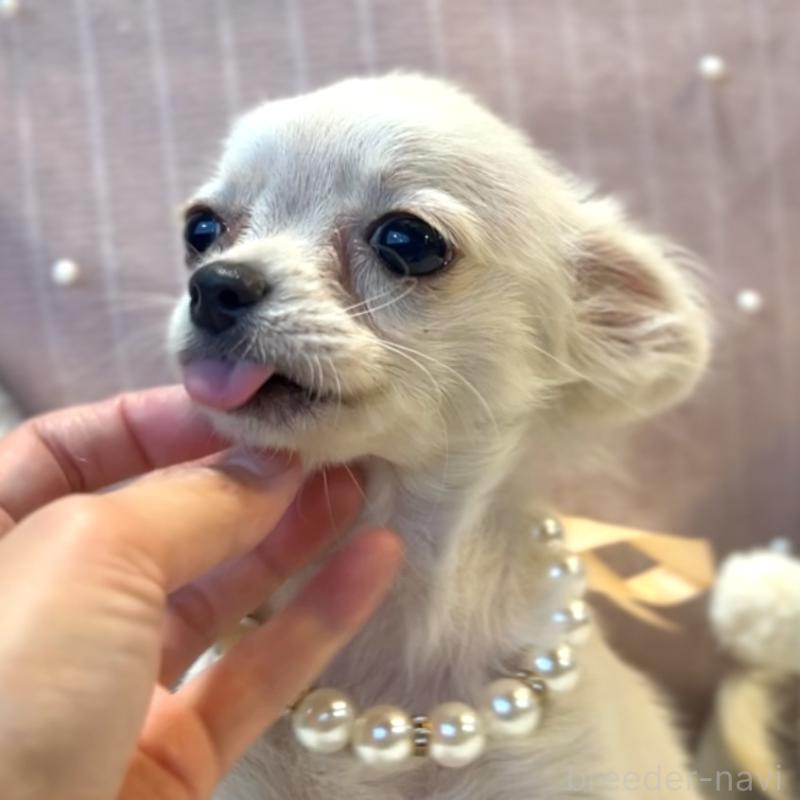 販売中の栃木県のチワプー:チワワ×トイプードル-415733の4枚目