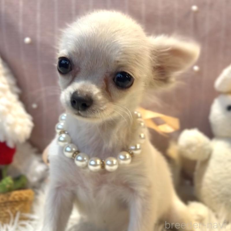 販売中の栃木県のチワプー:チワワ×トイプードル-415733の3枚目