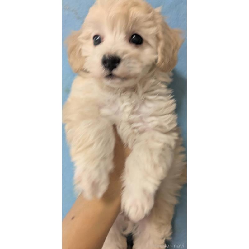 販売中の埼玉県のマルプー:マルチーズ×トイプードル-417245の7枚目