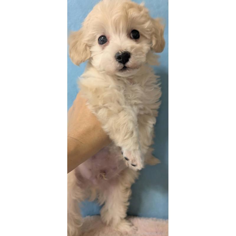 販売中の埼玉県のマルプー:マルチーズ×トイプードル-417245の6枚目