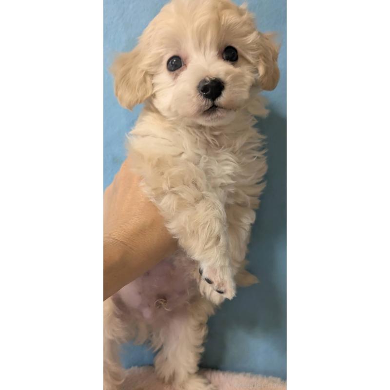 販売中の埼玉県のマルプー:マルチーズ×トイプードル-417245の5枚目