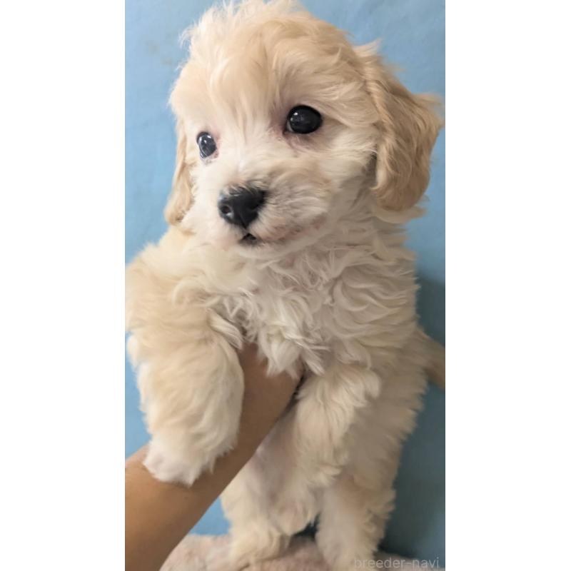 販売中の埼玉県のマルプー:マルチーズ×トイプードル-417245の4枚目