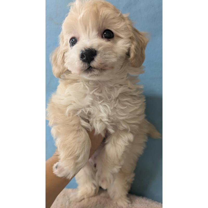 販売中の埼玉県のマルプー:マルチーズ×トイプードル-417245の3枚目