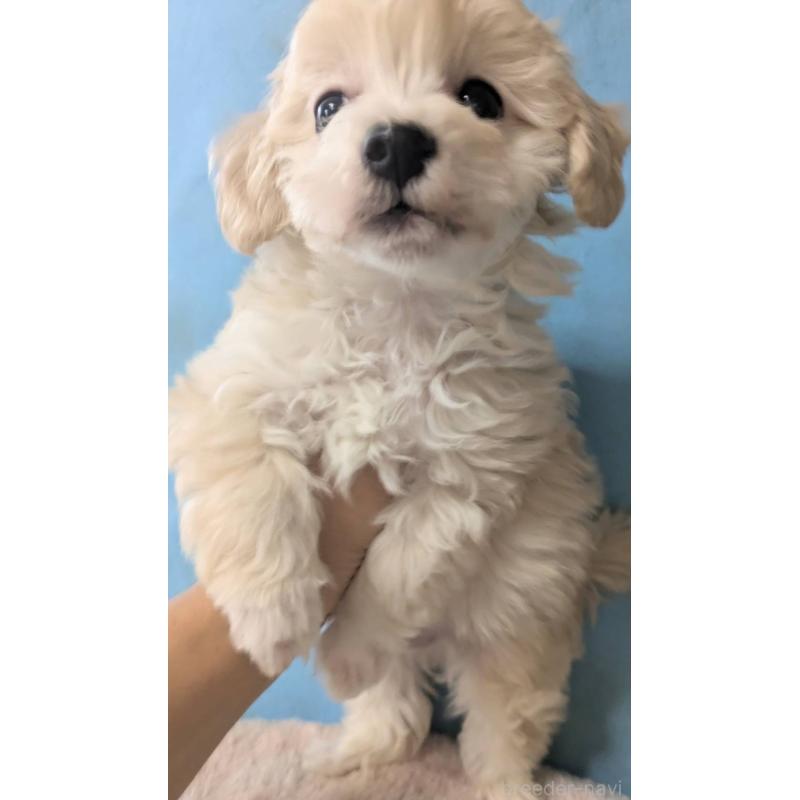 販売中の埼玉県のマルプー:マルチーズ×トイプードル-417245の2枚目