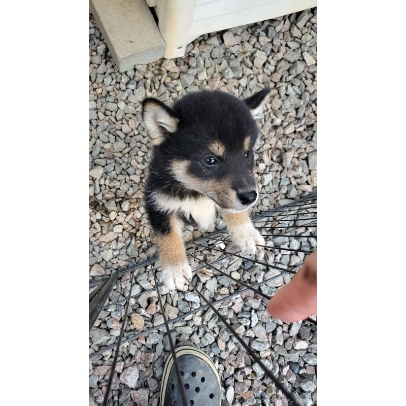 販売中の大阪府の柴犬-415020の3枚目