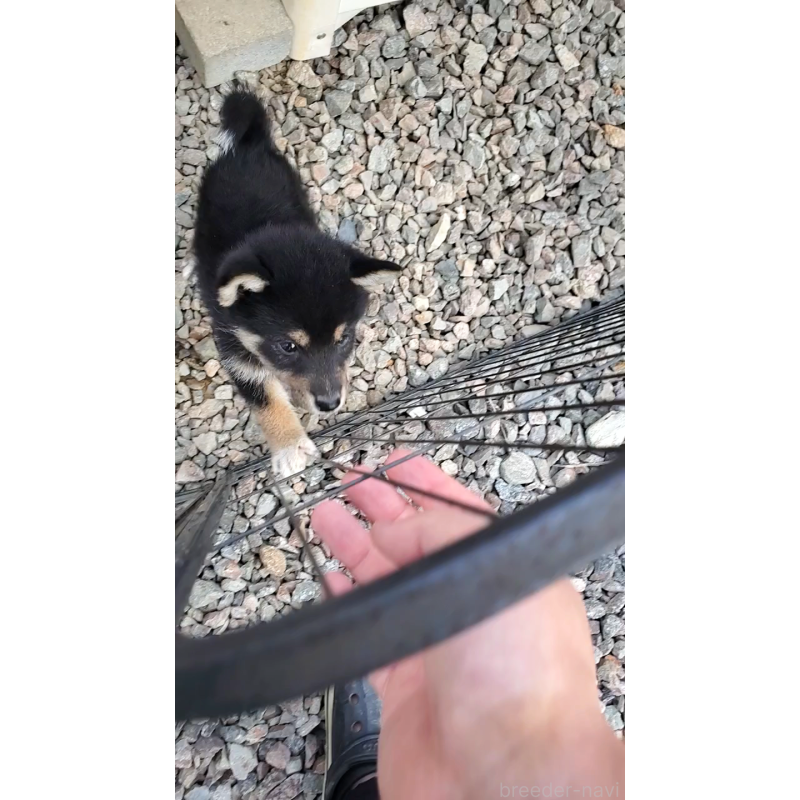 販売中の大阪府の柴犬-415020の2枚目