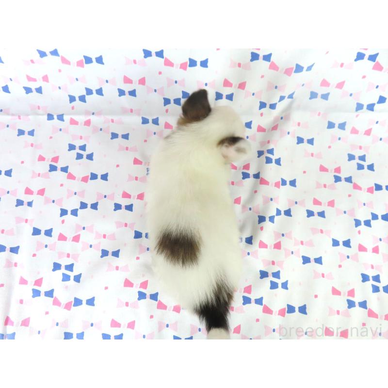 成約済の千葉県のパピヨン-417950の5枚目