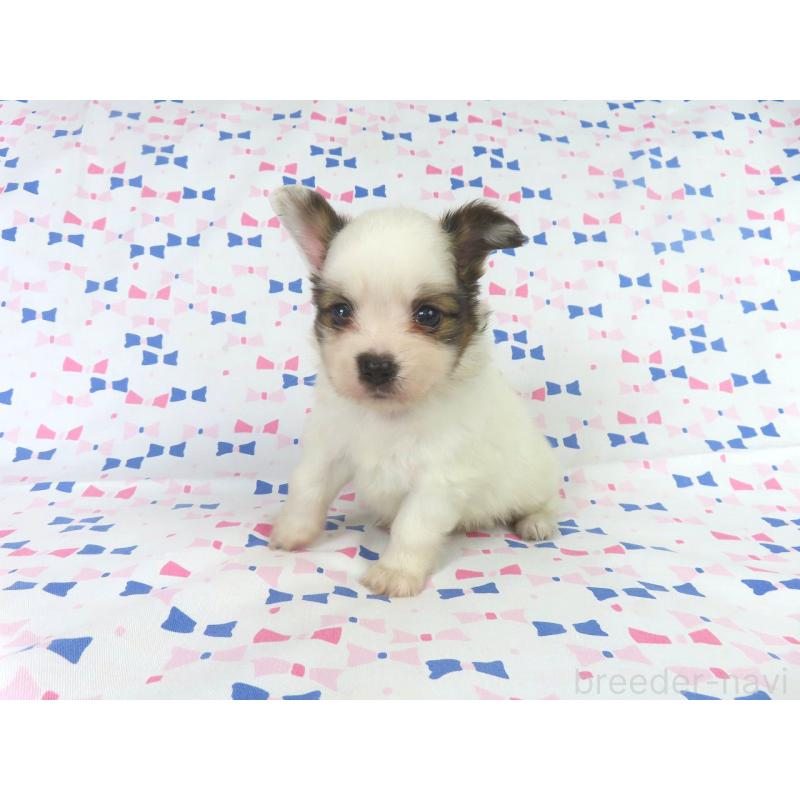 成約済の千葉県のパピヨン-417950の4枚目