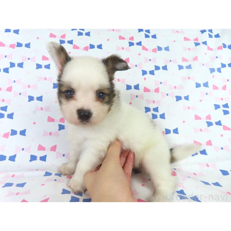 成約済の千葉県のパピヨン-417950の2枚目