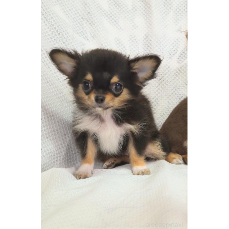 成約済の群馬県のチワワ(ロングコート)-419549の4枚目