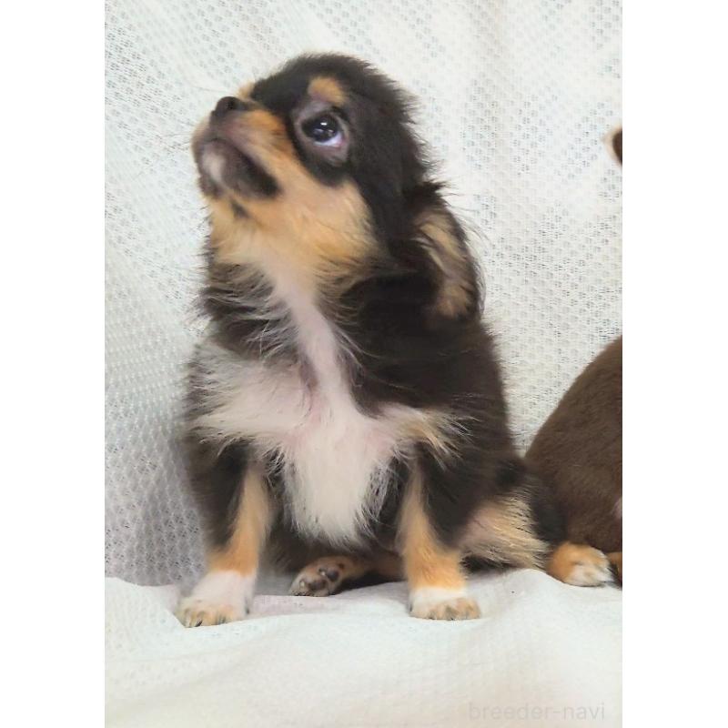 成約済の群馬県のチワワ(ロングコート)-419549の3枚目