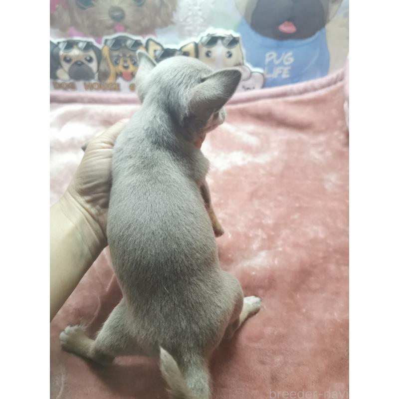 成約済の茨城県のチワワ(スムースコート)-418036の7枚目