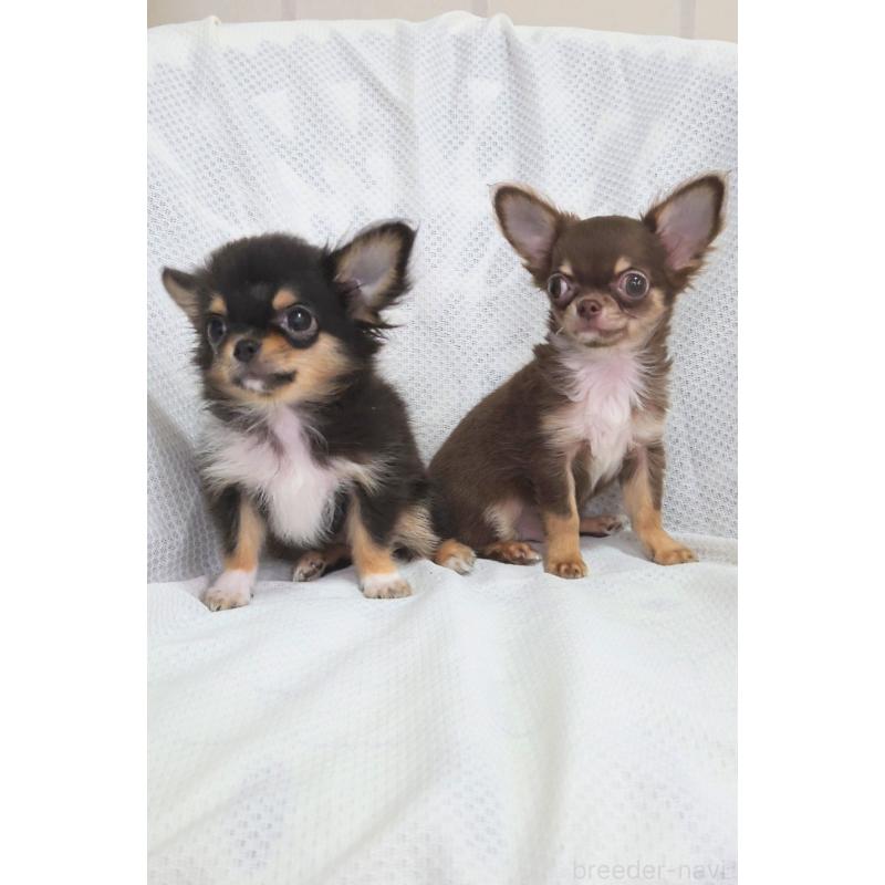 成約済の群馬県のチワワ(ロングコート)-419549の2枚目