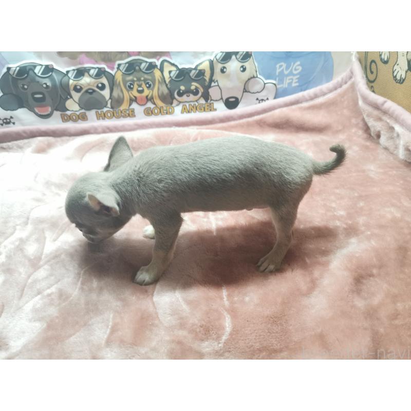 成約済の茨城県のチワワ(スムースコート)-418036の6枚目