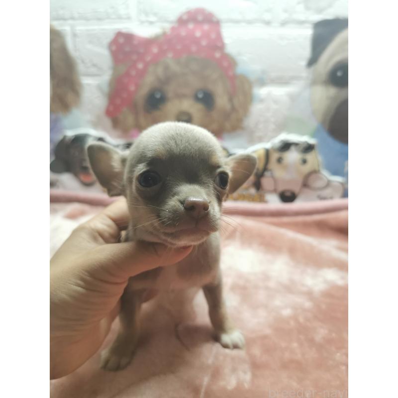 成約済の茨城県のチワワ(スムースコート)-418036の5枚目