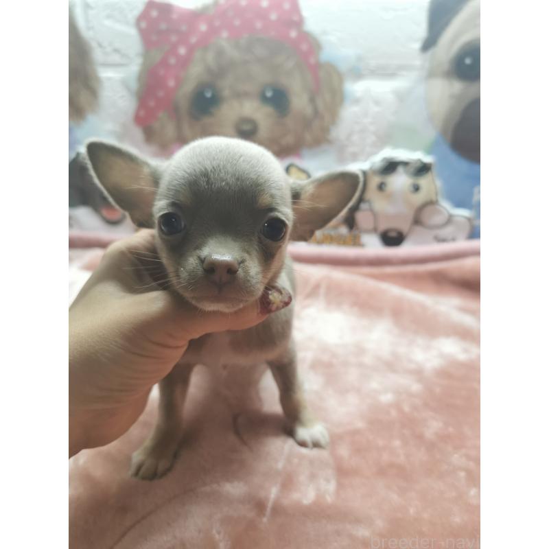 成約済の茨城県のチワワ(スムースコート)-418036の4枚目