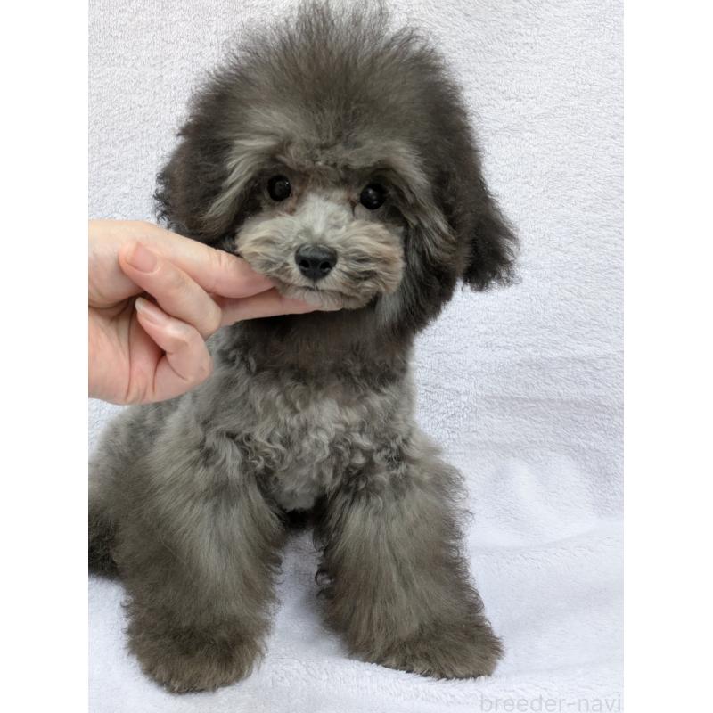 販売中の滋賀県のティーカッププードル-410021の8枚目