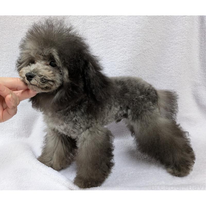 販売中の滋賀県のティーカッププードル-410021の7枚目