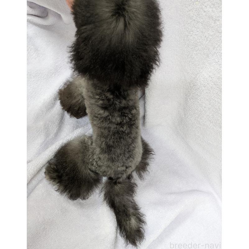 販売中の滋賀県のティーカッププードル-410021の6枚目